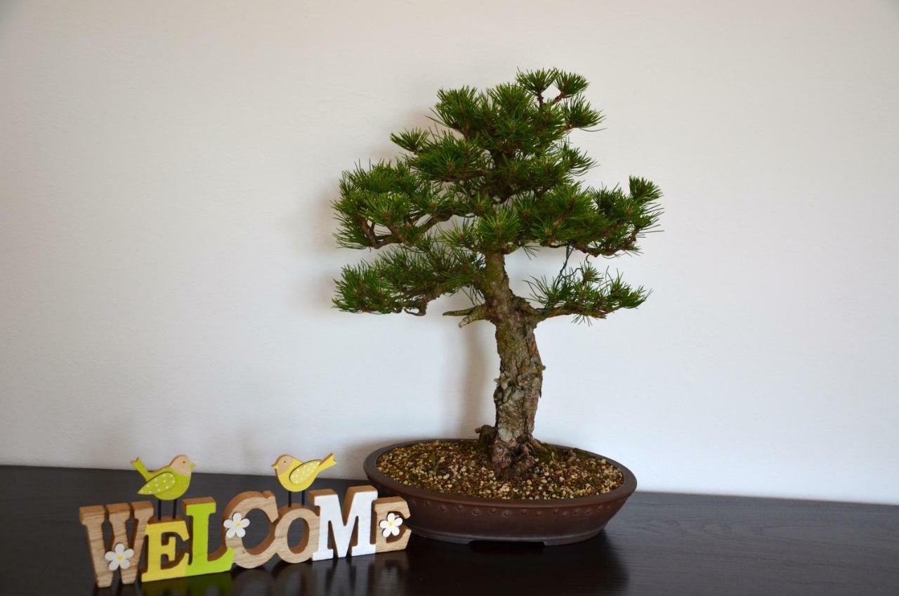 דירות בפורטורוז Bonsai House מראה חיצוני תמונה